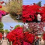 강진 남미륵사 철쭉 전남 4월 꽃구경 여행