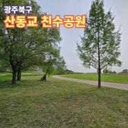 광주 북구 최대 유채꽃 군락지 산동교 친수공원에는 언제 필까?