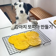 강아지 또띠아 만들기 전북 전남 광주 전주 강아지 수제간식 창업 자격증 원데이