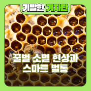 꿀벌 소멸 현상과 소중한 꿀벌을 지켜주는 스마트 벌통