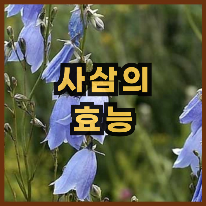 잔대(사삼)의 효능과 주의점. 더덕과 차이점 : 네이버 블로그