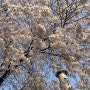 📍 인천 봄꽃나들이 가볼만한 곳ㅣ인천대공원 벚꽃축제 & 튤립명소🌷🌸 (ft. 간식 먹거리 식물원)