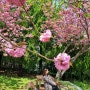 부산꽃놀이 가볼만한곳 겹벚꽃군락지 민주공원 소풍가요.