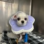 1.65kg 초소형 강아지 무봉합 회복빠른 암컷 중성화 수술 후유증없는 평생 관리 없는 명품 항문낭 제거수술