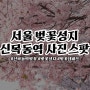 서울 벚꽃 성지 신목동역 포토스팟 정보 공유