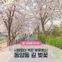 동양동 길을 화려하게 수놓은 봄 벚꽃