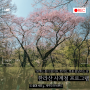 제주도한라산 탐방 사계절 프로그램 '한라산 벚꽃 흩날리는 날' 제주벚꽃산책