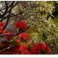 울산 들꽃학습원 등대꽃과 영산홍의 화려한 봄날