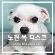 [부천해든동물메디컬센터] 강아지 목 마비, 통증, 비명 지르는 목디스크