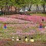 경기도 가볼만한 봄꽃축제 2024 군포 철쭉축제 페스티벌 : 철쭉 개화현황 포토존