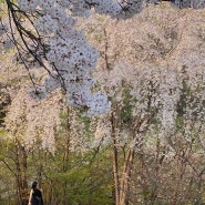 봄, 벚꽃 일기