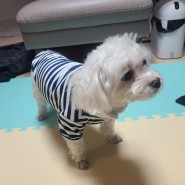 중국직구 테무쇼핑 강아지 옷 구매 후기