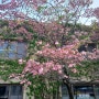 내이름은꽃산달나무