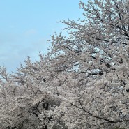 4월 일상(2) 여의도 더현대 이케아 팝업스토어, 여의도 한강공원 벚꽃