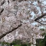 봄 그리고 벚꽃 엔딩