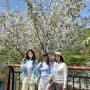 [안양 벚꽃명소] 안양예술공원_아름다운 벚꽃비