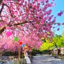 순천 선암사 겹벚꽃 실시간 4월 16일 핑크빛 물결 지금 가야 하는 이유