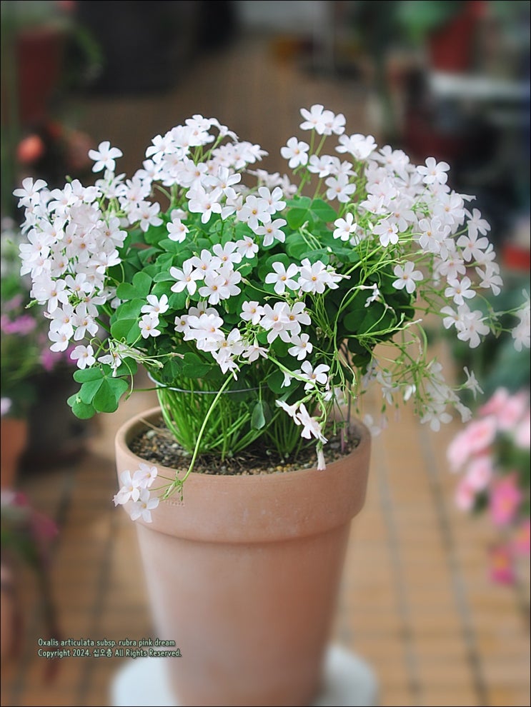 [Oxalis articulata subsp. rubra pink dream] : 네이버 블로그