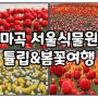 4월 마곡 서울 식물원 튤립 개화 상황 아이와 가볼만한곳