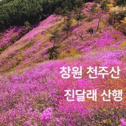 경남 창원 진달래 명소 산행 천주산 등산코스