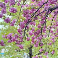 전주 완산칠봉 꽃동산 겹벚꽃 실시간