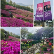 24년 4월17일 철쭉동산 꽃개화상태 (군포철쭉축제 백지영,김종국)