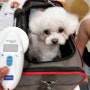 미국 보스턴으로 가는 동물검역 절차를 진행한 비숑프리제 다지 : 강아지 고양이 미국 여행 절차 비용