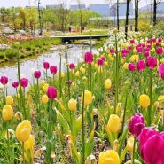 서울식물원 튤립, 수선화 봄꽃이 활짝
