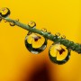 물방울꽃