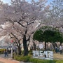 서울 봄나들이 정독도서관 벚꽃 구경하고 왔어요