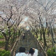 대구 침산공원 벚꽃계단 w침산정 위치 주차
