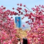 부산 민주공원 겹벚꽃 사진스팟 안내 (24.04.14 방문)