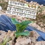 4월마지막주체험|감자농부체험|흙놀이|잡초제거|참먹기|팜피크닉|비손농장체험
