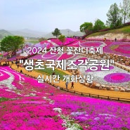 2024 산청 생초국제조각공원 꽃잔디 축제 실시간 개화상황 주차