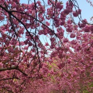 문수사 벚꽃터널