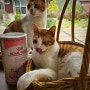 아기 고양이 분유 로얄캐닌 베이비캣 밀크