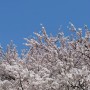 일기 / 유니의 2024 봄, 그리고 벚꽃
