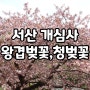 충청도여행 서산 개심사 청벚꽃 & 왕벚꽃 현황 절정 (24년 4월 17일)