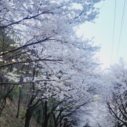 춘천 부귀리 벚꽃길에서 일요일 오전 마지막 벚꽃놀이 즐겨요