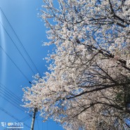강화도 벚꽃명소 고려궁지-성공회강화성당 봄나들이