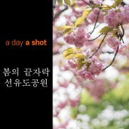 [a day a shot] 봄의 끝자락! 선유도 공원에서 만난 겹벚꽃! 벚꽃놀이는 아직 한창인 선유도공원에서..