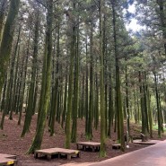 [제주 여행] 한적하게 삼나무 숲길 걸을 수 있는 곳 절물자연휴양림🌳🌲