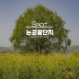 대구 유채꽃 논공꽃단지 삼거리 실시간 개화 상태 및 주차장 정보