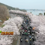 SBS생방송투데이 3514회 [투데이 ISSUE] 경주 벚꽃 마라톤 대회, 전촌용굴