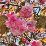 [경주여행]4월 겹벚꽃명소 | 경주가볼만한곳 | 불국사 | 주차