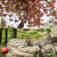 서울 어린이 대공원 동물원 겹벚꽃 꽃구경 서울 봄나들이 어린이 가볼만한곳