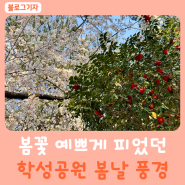 벚꽃, 동백꽃 예쁘게 피었던 학성공원 봄날 풍경