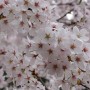 드디어 벚꽃을 만나다, 내차로 일본여행 근황11
