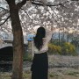 과천 서울대공원 벚꽃축제 / 렛츠런파크 경마공원 벚꽃야경