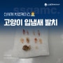 고양이 입냄새 원인 심한 이유 관리하며 예방해주세요!!